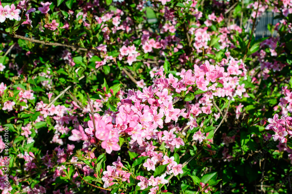 Many light pink flowers of Weigela florida plant with flowers in full bloom in a garden in a sunny spring day, beautiful outdoor floral background photographed with soft focus
