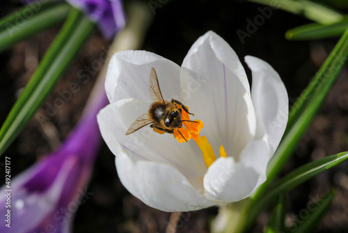 Honey bee collects pollen from white Spring crocus flower. Macro closeup. Dublin, Ireland
