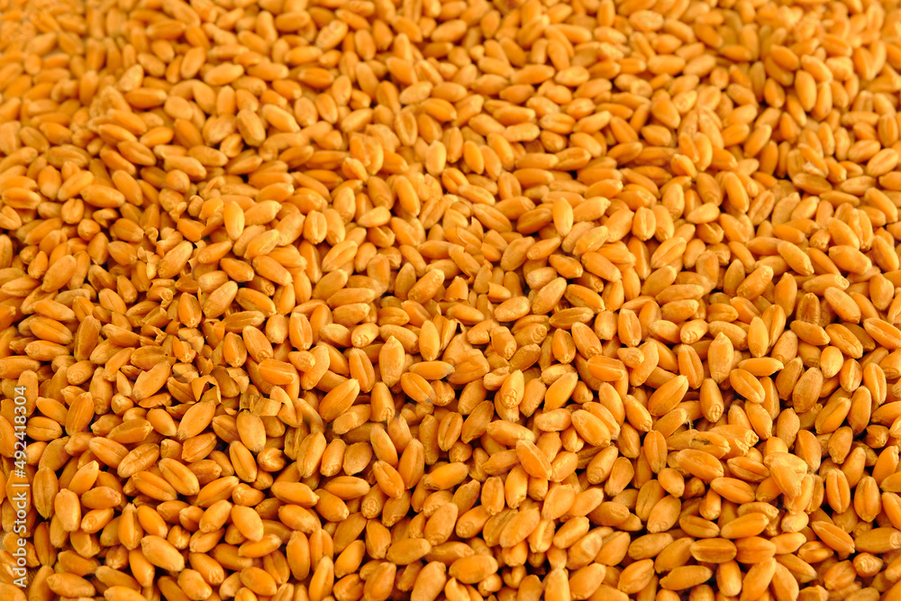 Wheat, grains. Place for text. The concept of sowing, harvesting. Rising prices during a crisis. Prohibition, export, import. Wheat, grains. Place for text. The concept of sowing, harvesting. Rising prices during a crisis. Prohibition, export, import.