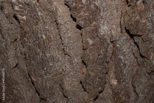 Brown bark of pine tree photo