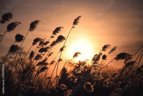 Colorful natural conceptual background. The sun in a colorful sky beneath the dry grasses.
