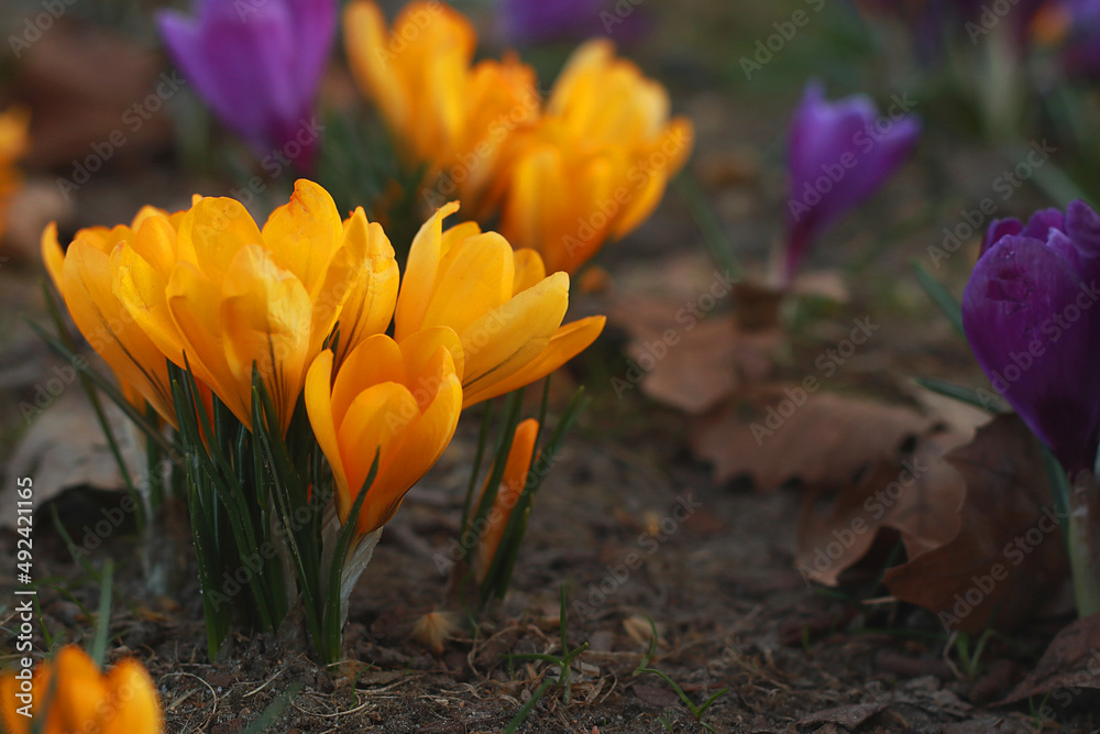 Beautiful crocus flowers in park, close up Beautiful crocus flowers in park, close up