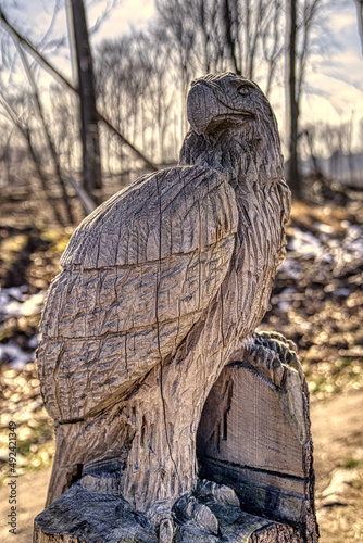 eagle in the Wood