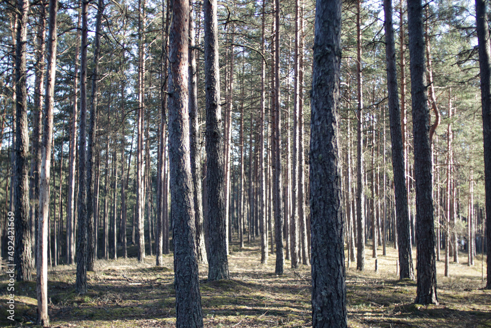 Fototapeta premium Walk in forest, trees, river, early spring, snow, sun