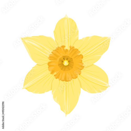 Yellow daffodil isolated on white background. Vector illustration of spring flower in cartoon flat style. Flower icon.