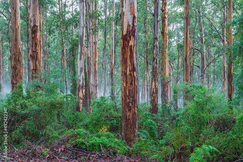 Eucalyptus forest with Karri trees (Eucalyptus diversicolor) photo