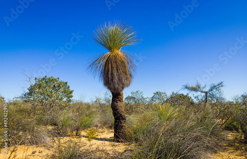 Grasstree (Xanthorroea preissii) against blue sky in arid seme-desert landscape, Western Australia photo