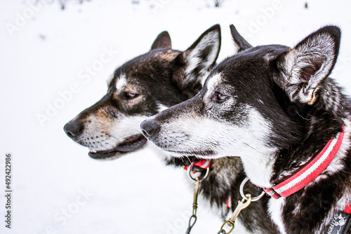 Huskys ready to sled