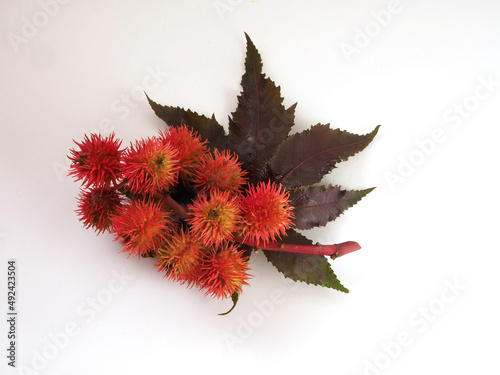 Green leaves and red fluffy fruits of castor bean plant isolated on white background photo