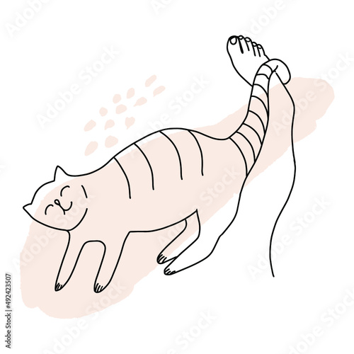 Domestic cat rubs against the leg, line drawing, sketch.