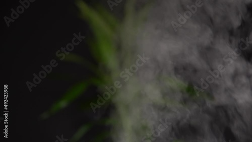 Essential oil diffuser and humidifier close up with mixed water steam. Dark dim light background with blurry bamboo plant. Health spa vapours and environment for relax massage and body treatment. photo