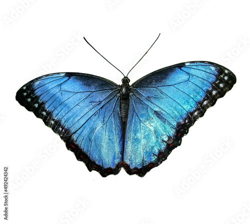 Beautiful blue morpho butterfly