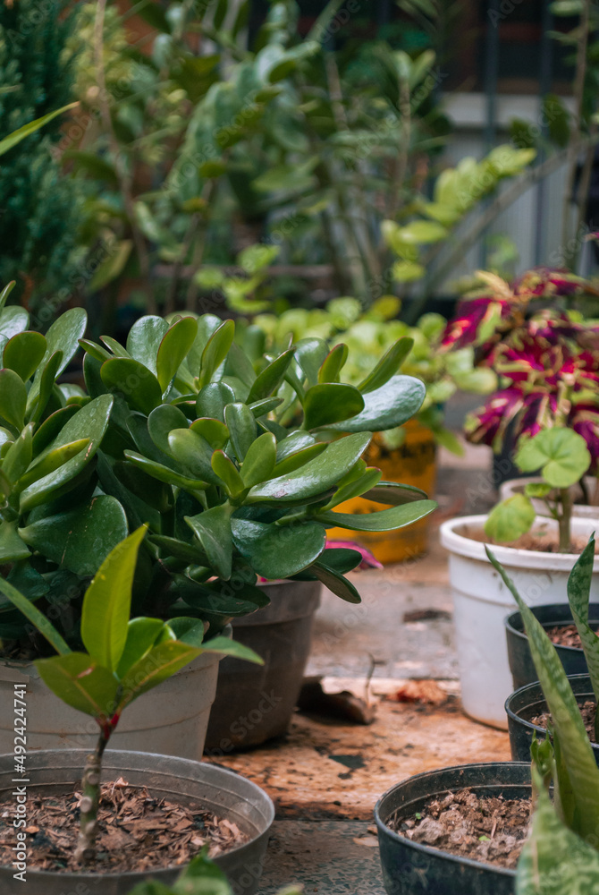 Plantas Jade y otras Plantas Jade y otras