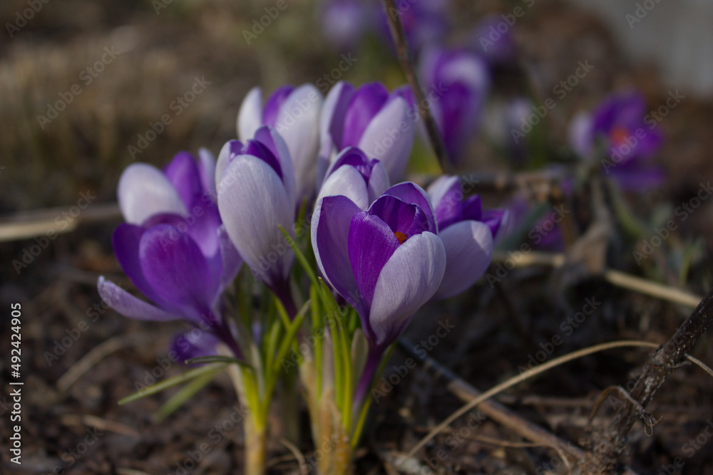 Fototapeta premium Krokusy. 