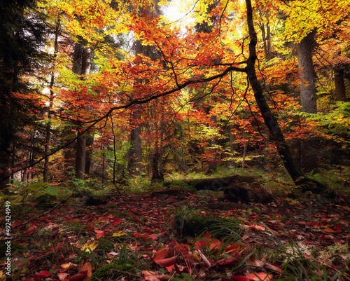 Autumn forest in Dombay mountains.