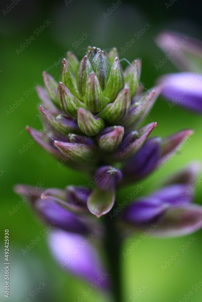Hosta ZEBRA STRIPES Funkia Zebra Stripes plant flower Hosta ZEBRA STRIPES Funkia Zebra Stripes plant flower