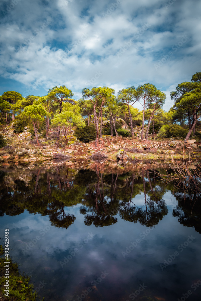 pine trees forest