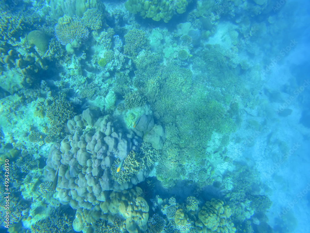 Obraz premium Coral reefs and school of fishes in koh Surin island, Thailand, the famous location for freedriving and snorkeling