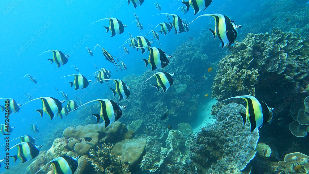 Fototapeta premium school of Pennant coralfish in colorful tropical coral reef in Surin Island national park, Phang nga, Thailand.