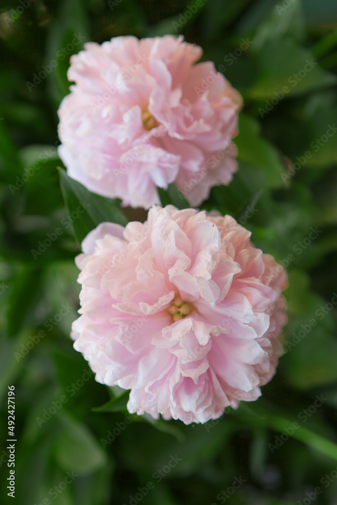 two pink peony flowers. Macro image of two big Bud lush pink peony flower