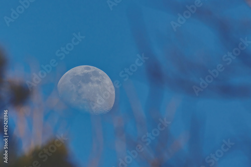 scenic view of the moon behing twigs photo