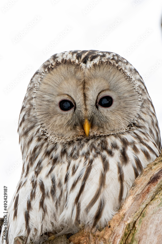 Fototapeta premium great horned owl