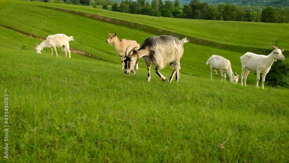 Sheep and goats graze in the pasture. Selective focus. Sheep and goats graze in the pasture. Selective focus.