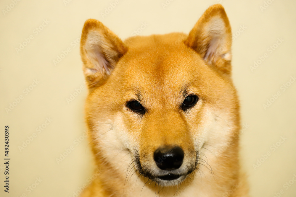 Portrait of a Japanese red dog Shiba Inu on an isolated light yellow background, front view
