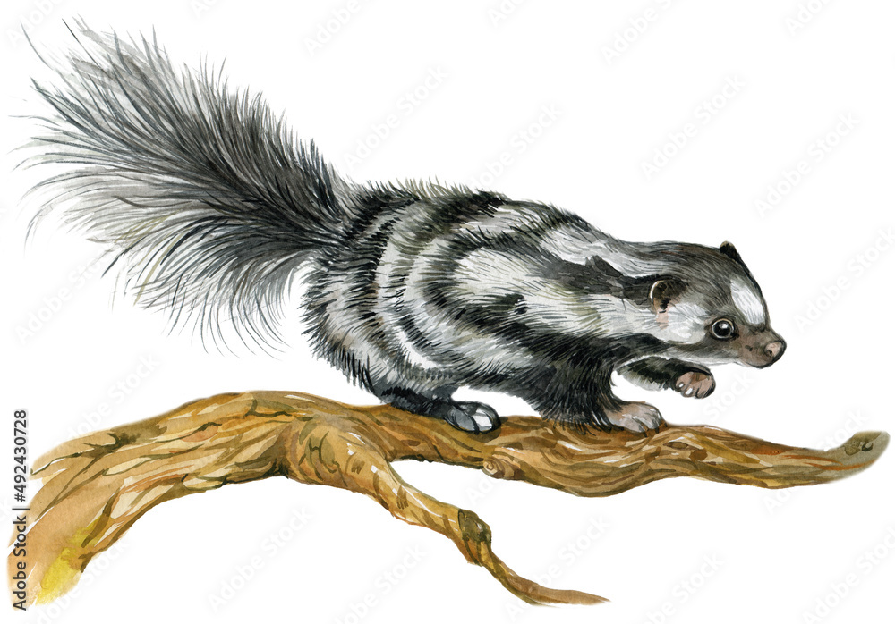Fototapeta premium skunk watercolor hand painting illustration animal on isolated white background