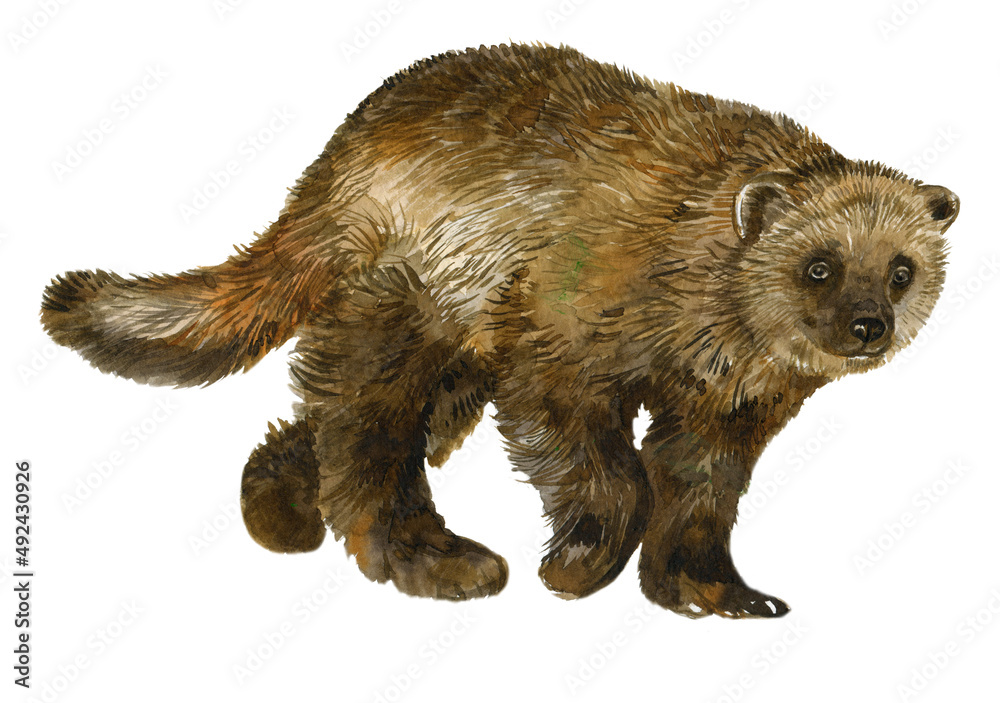 Fototapeta premium wolverine animal watercolor hand painting on isolated white background