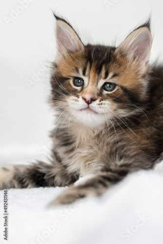 Portrait of Maine Coon kittens on a white background. © Сергей Петросянц