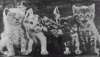 vintage photo with kittens