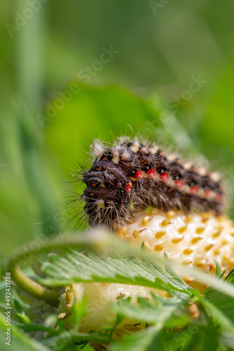Knot grass moth caterpillar sitting on a branch of carrot macro photography on a summer day. Acronicta rumicis caterpillar close-up photo in summertime. photo