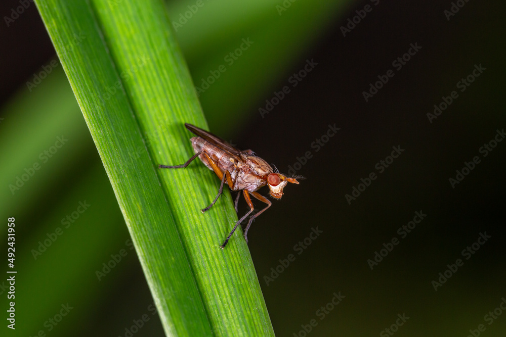 Tetanocera insect sitting on a green leaf in summer day. Mosquito sitting on a plant in summertime.