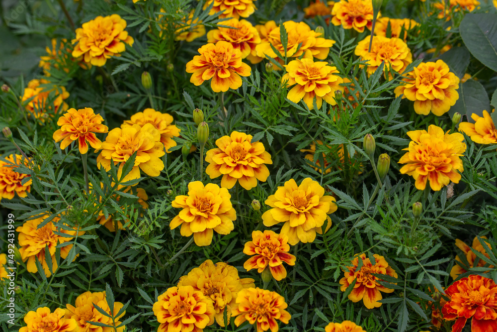 Yellow marigolds flowers on a green background on a summer sunny day macro photography. Blooming tagetes flower with yellow petals in summer, close-up photo. Yellow marigolds flowers on a green background on a summer sunny day macro photography. Blooming tagetes flower with yellow petals in summer, close-up photo.