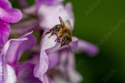 A honeybee collecting nectar from a purple phlox flower macro photography on a summer day. A bee sitting on a flower with violet petals close-up photo in the summer.