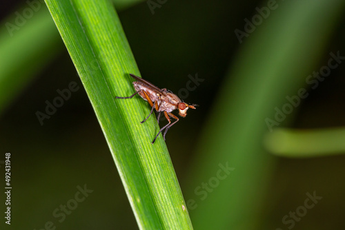 Tetanocera insect sitting on a green leaf in summer day. Mosquito sitting on a plant in summertime.