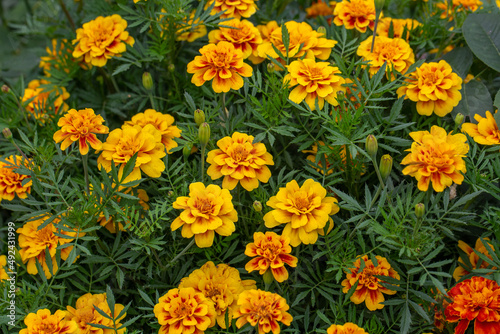 Yellow marigolds flowers on a green background on a summer sunny day macro photography. Blooming tagetes flower with yellow petals in summer, close-up photo.