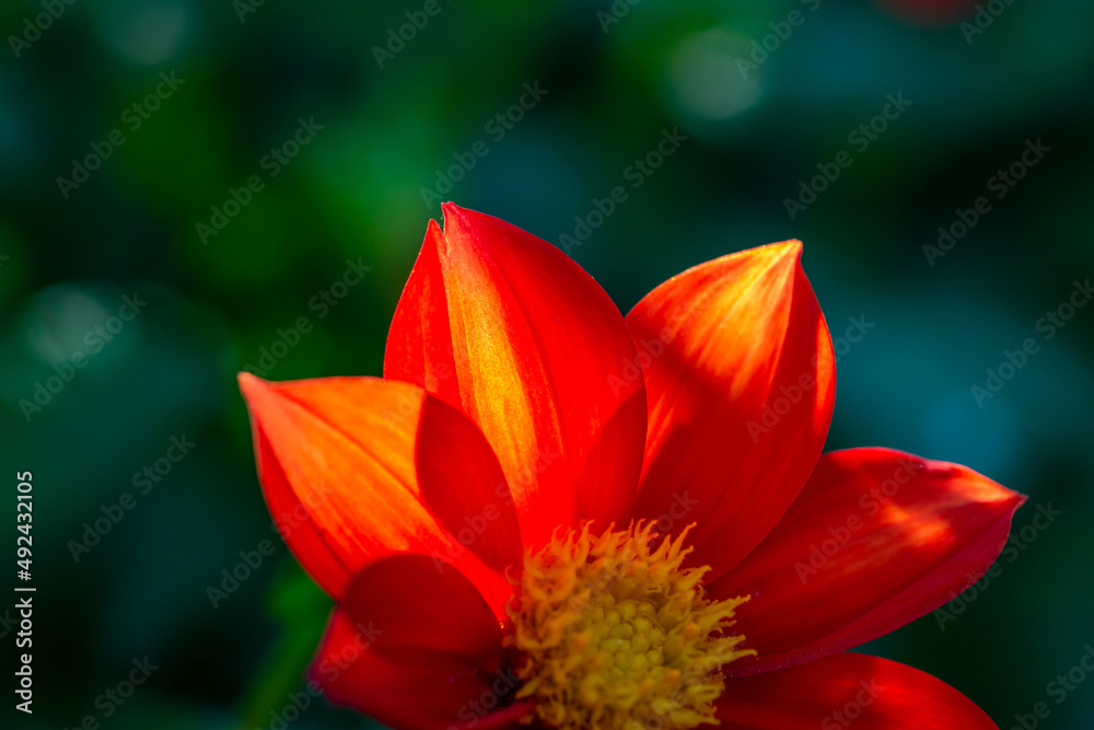 Blossom scarlet dahlia flower on a summer sunny day macro photography. Garden dahlia with bright red petals in the summer close-up photography. Blossom scarlet dahlia flower on a summer sunny day macro photography. Garden dahlia with bright red petals in the summer close-up photography.