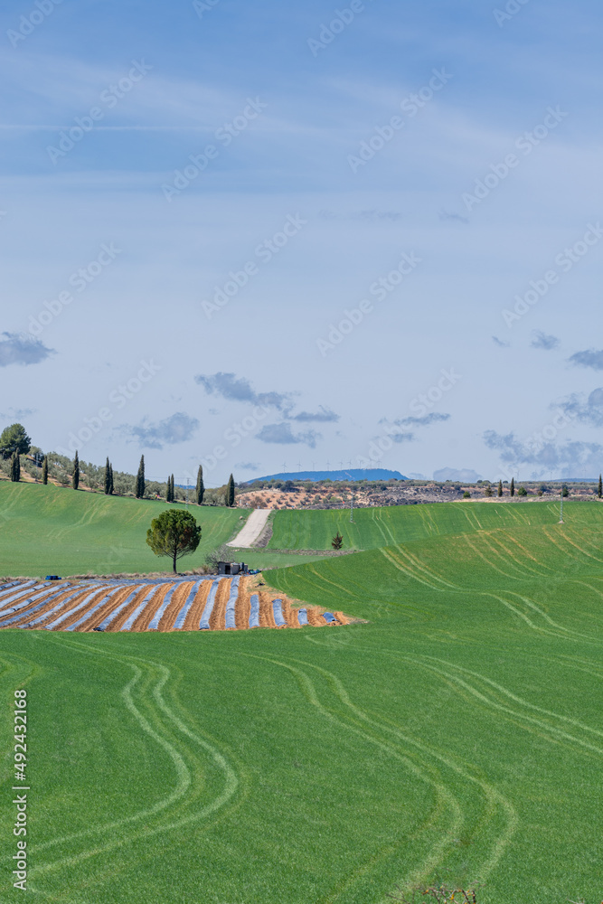 Asparagus field covered with black plastic, surrounded by cereals and olive trees in Andalusia (Spain)