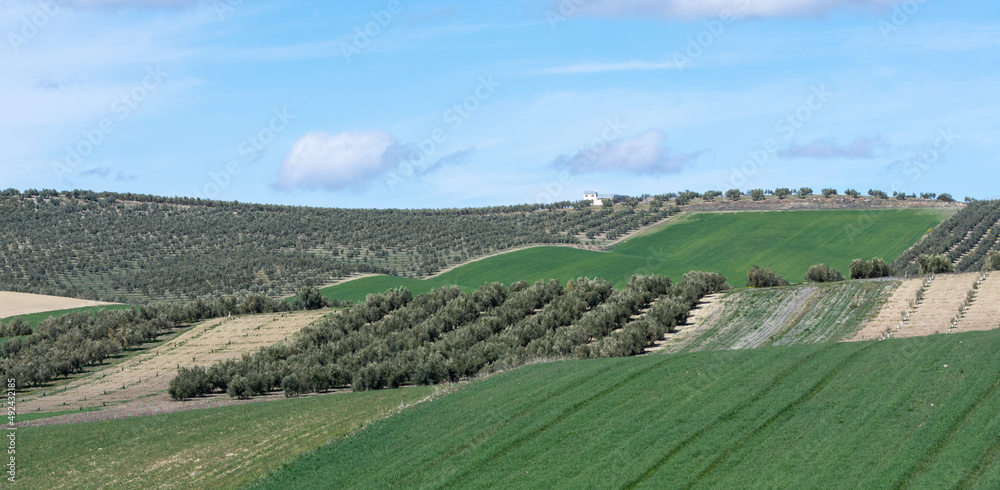 View of large agricultural areas of olive trees in the Andalusian countryside (Spain)