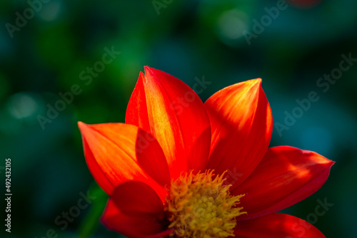 Blossom scarlet dahlia flower on a summer sunny day macro photography. Garden dahlia with bright red petals in the summer close-up photography. 