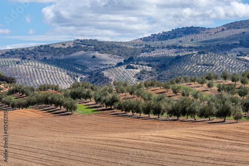 View of large agricultural areas of olive trees in the Andalusian countryside (Spain)
