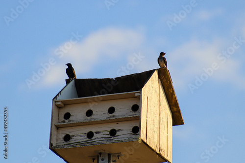 Birds perching on the bird house.