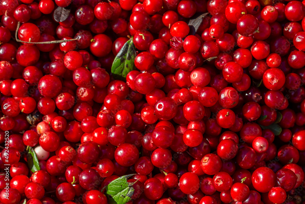 Ripe red lingonberry pattern macro photography on a summer sunny day. Harvested berries of bright red cowberry closeup photo in summertime. Ripe red lingonberry pattern macro photography on a summer sunny day. Harvested berries of bright red cowberry closeup photo in summertime.
