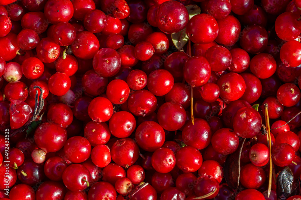Ripe red lingonberry pattern macro photography on a summer sunny day. Harvested berries of bright red cowberry closeup photo in summertime. Ripe red lingonberry pattern macro photography on a summer sunny day. Harvested berries of bright red cowberry closeup photo in summertime.