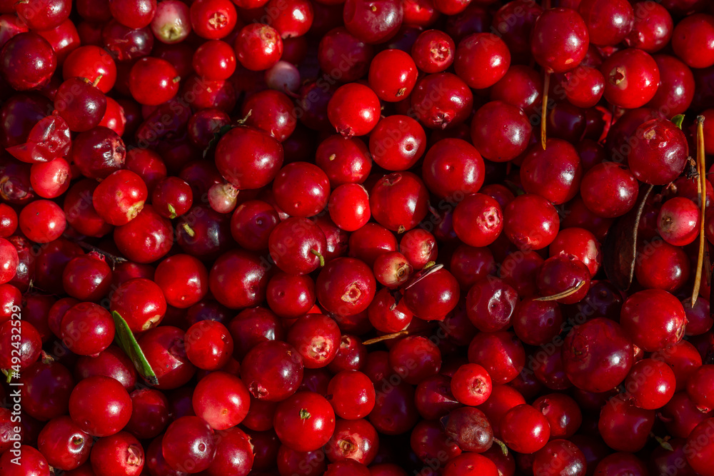 Ripe red lingonberry pattern macro photography on a summer sunny day. Harvested berries of bright red cowberry closeup photo in summertime. Ripe red lingonberry pattern macro photography on a summer sunny day. Harvested berries of bright red cowberry closeup photo in summertime.