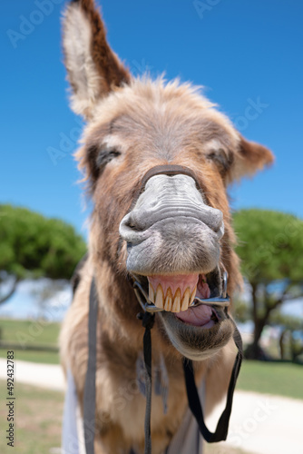 Un âne qui montre ses dents en rigolant © shocky