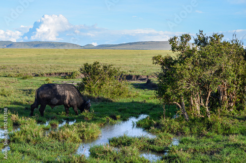 Black buffalo in watter in the savannah, Kenya, Africa