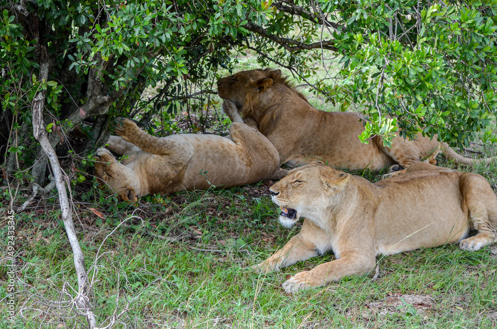 Fototapeta premium A lions family rest after meal, Masai Mara National Park, Kenya, Africa